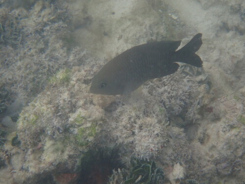 Stegastes adustus