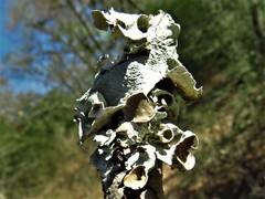 Parmotrema submarginale