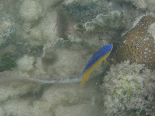 Beaugregory (Stegastes leucostictus) — Pomacentridae