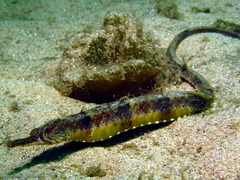 Filicampus tigris
