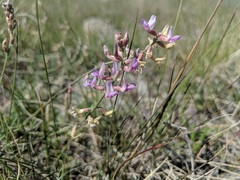 Astragalus flexuosus