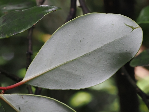 Northland Horopito (Pseudowintera insperata)
