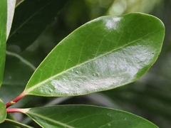 Pseudowintera insperata, photograph (c) Angus Campbell, some rights reserved (CC BY)