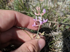 Astragalus flexuosus