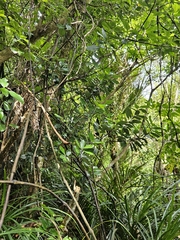 Pseudowintera insperata, photograph (c) Angus Campbell, some rights reserved (CC BY)