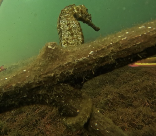 Giant Seahorse (Hippocampus ingens) — Syngnathidae — 5