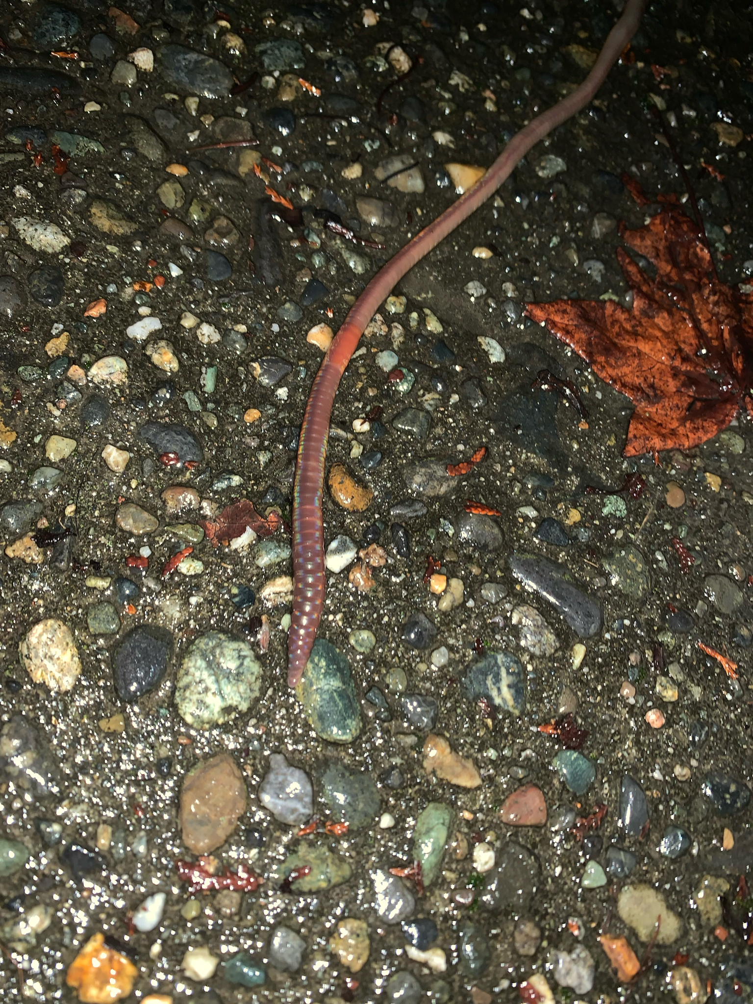 Lumbricus terrestris Linnaeus, 1758