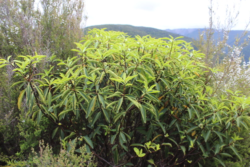 Pittosporum dallii observed 2026-01-02