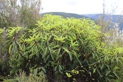 Pittosporum dallii, photograph (c) Joe Dillon, some rights reserved (CC BY)