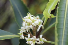 Pittosporum dallii, photograph (c) Joe Dillon, some rights reserved (CC BY)
