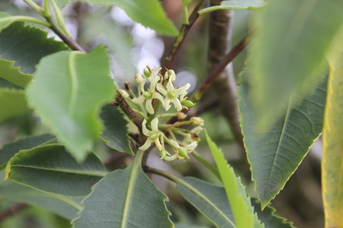 Pittosporum dallii, photograph 6