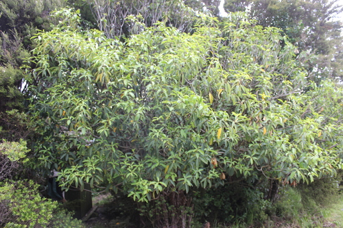 Pittosporum dallii, photograph 5