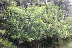 Pittosporum dallii, photograph (c) Joe Dillon, some rights reserved (CC BY)