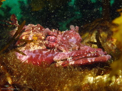 Thysanophrys cirronasus