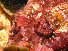 Thysanophrys cirronasus