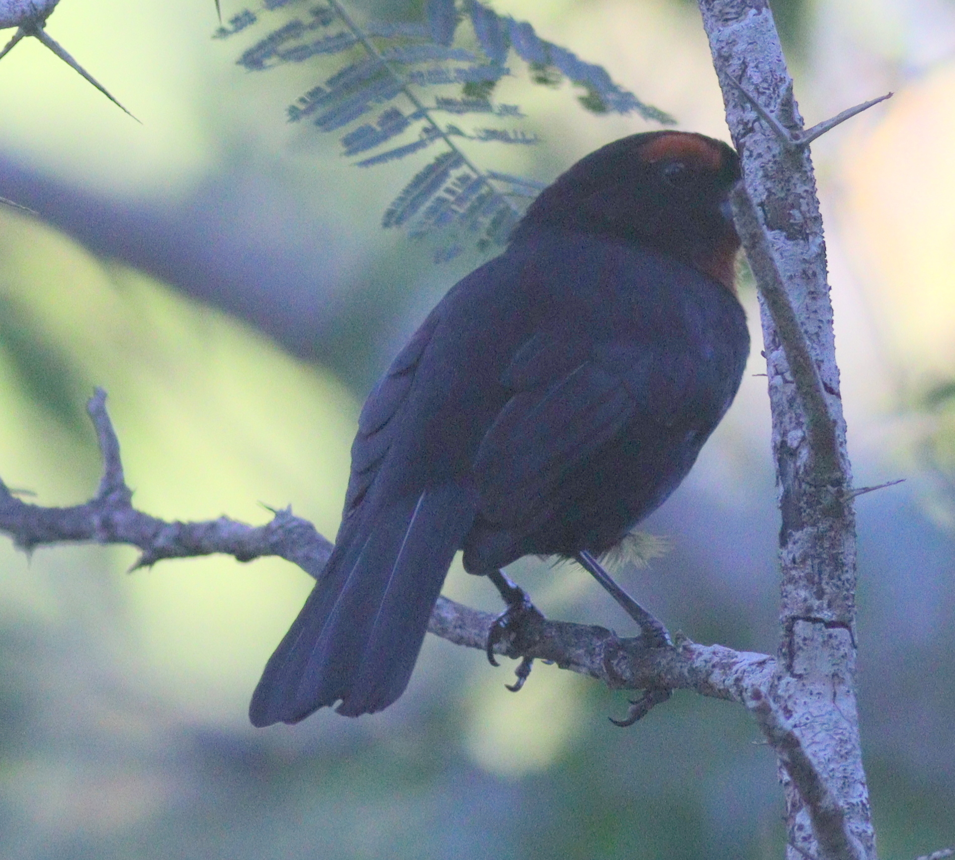 Greater Antillean Bullfinch (Melopyrrha violacea), photo 4
