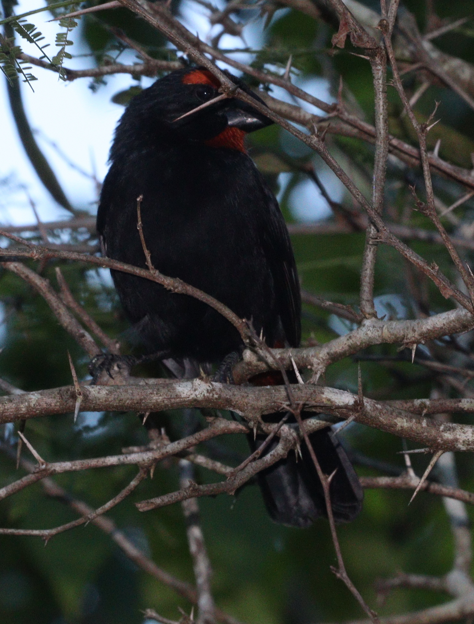 Greater Antillean Bullfinch (Melopyrrha violacea), photo 5