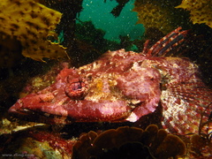 Thysanophrys cirronasus