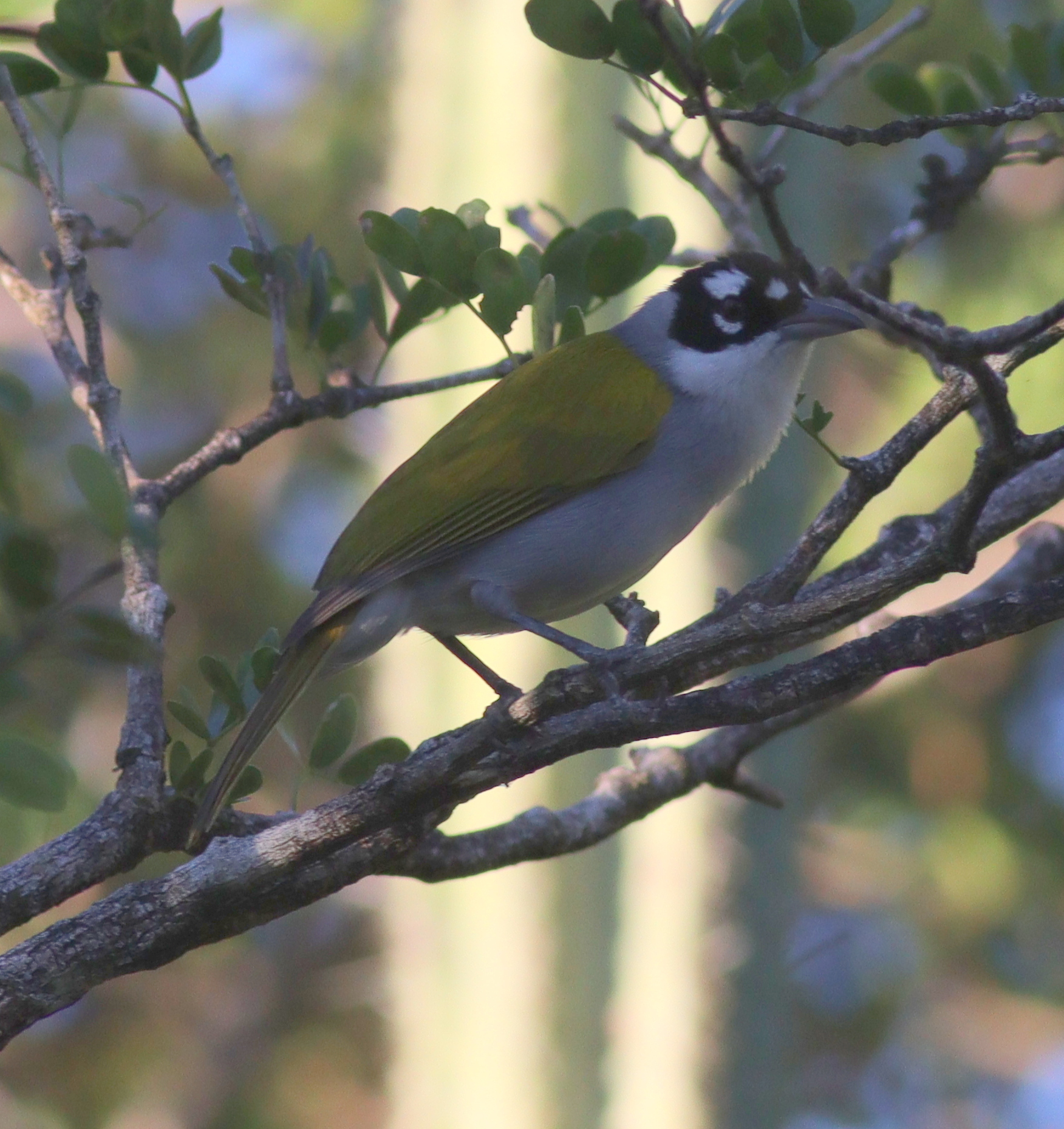 Black-crowned Palm-tanager (Phaenicophilus palmarum), photo 2