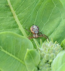 Xysticus punctatus