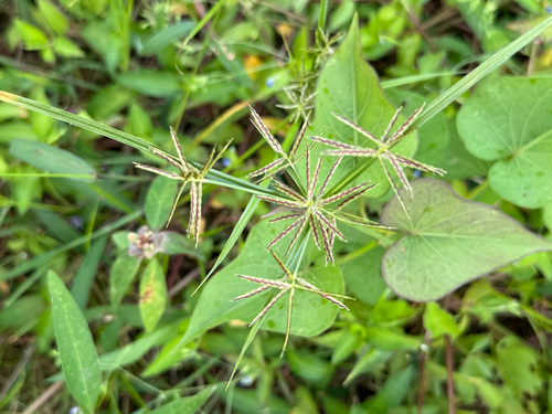 Cyperus sphacelatus, photograph 5