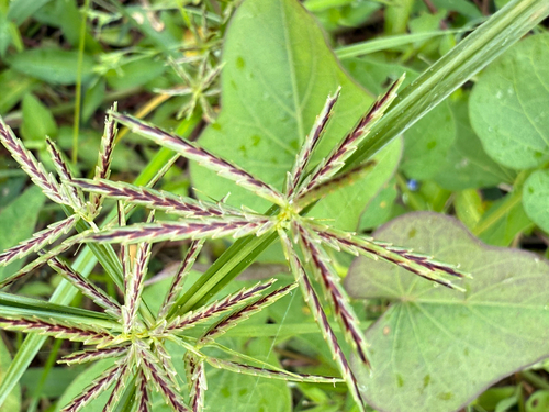 Cyperus sphacelatus, photograph 6