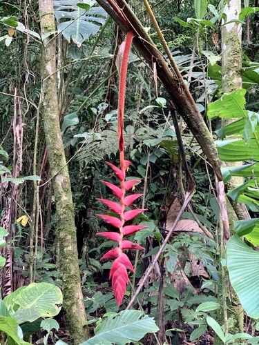 Heliconia ramonensis (Heliconia ramonensis)