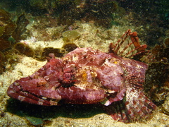 Thysanophrys cirronasus