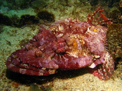 Thysanophrys cirronasus