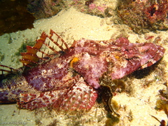 Thysanophrys cirronasus