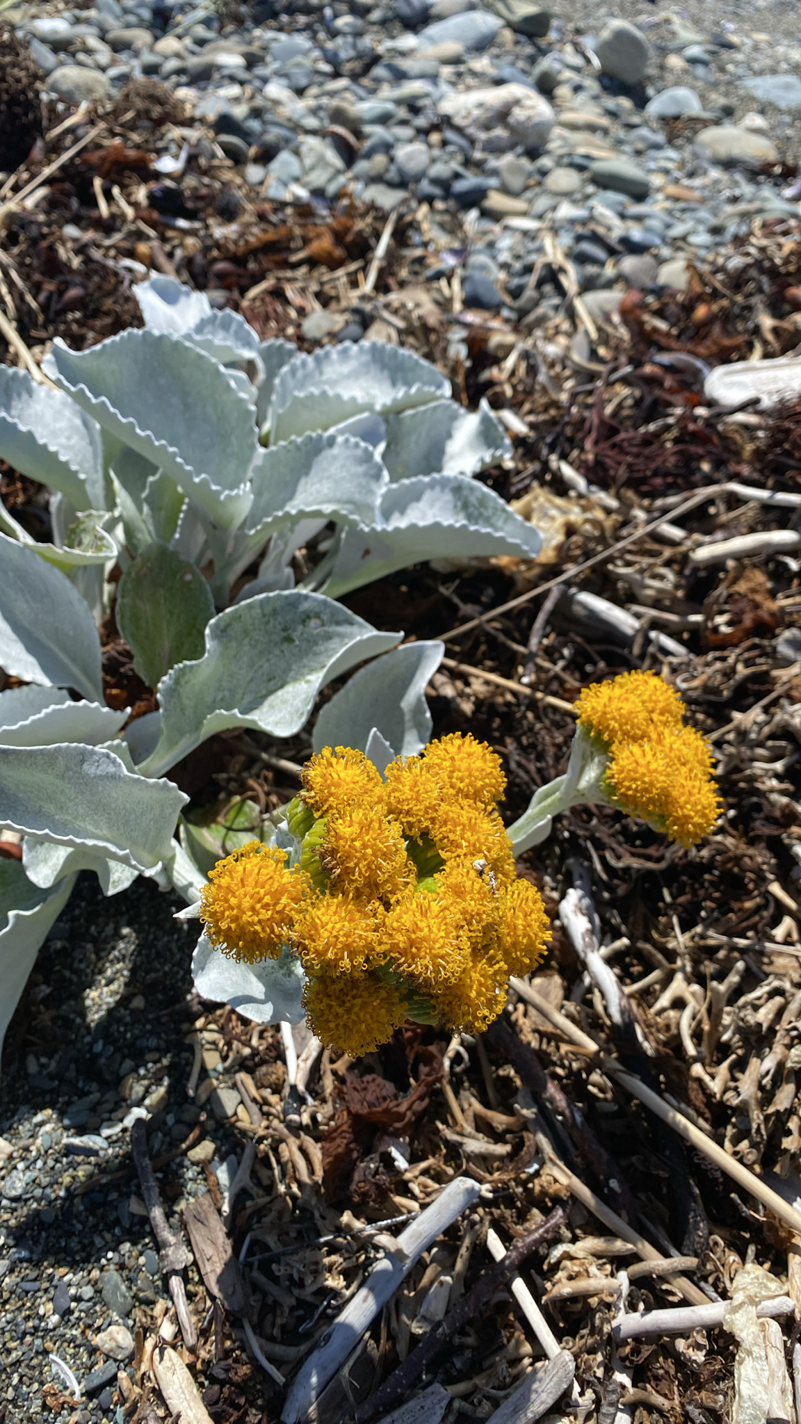 Dusty miller