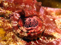 Thysanophrys cirronasus