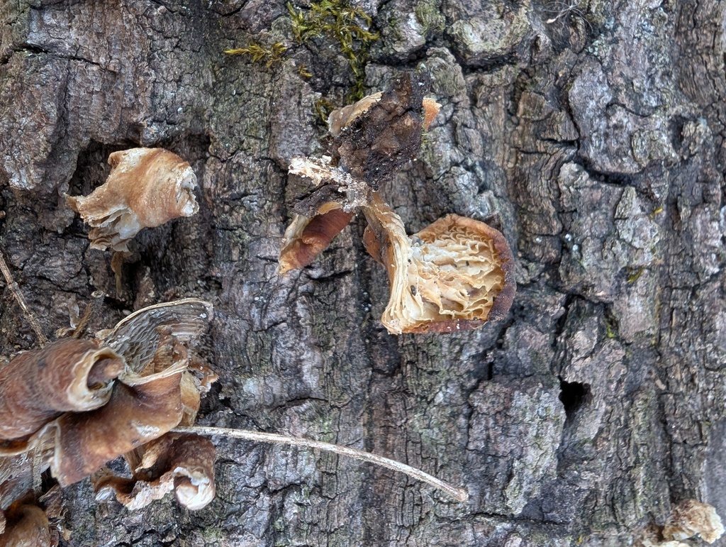 Pleurotus ostreatus · January 2026 · photo: © atsushi_nakajima_cirque (iNaturalist, cc-by)