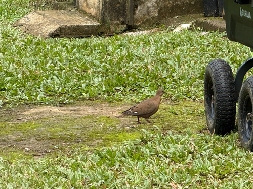 Zenaida Dove (Zenaida aurita), photo 5