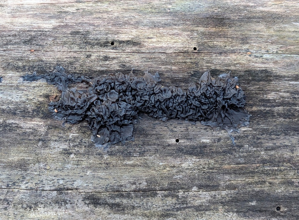 Exidia nigricans · January 2026 · photo: © kzoebel (iNaturalist, cc0)