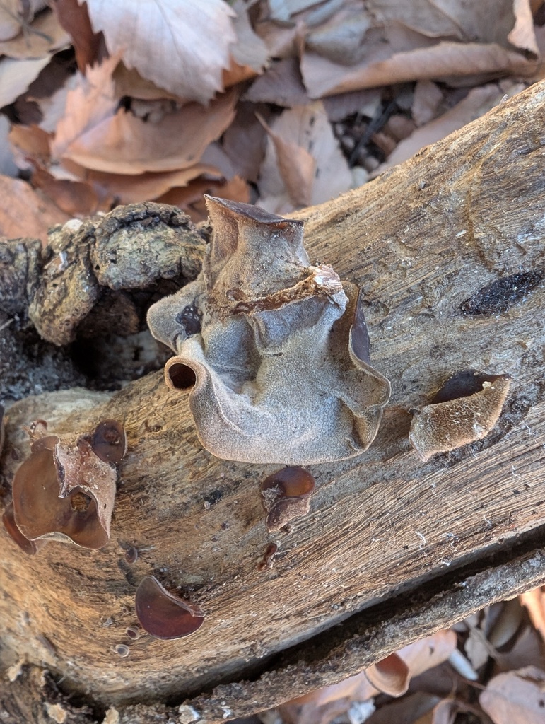 Auricularia polytricha · January 2026 · photo: © atsushi_nakajima_cirque (iNaturalist, cc-by)
