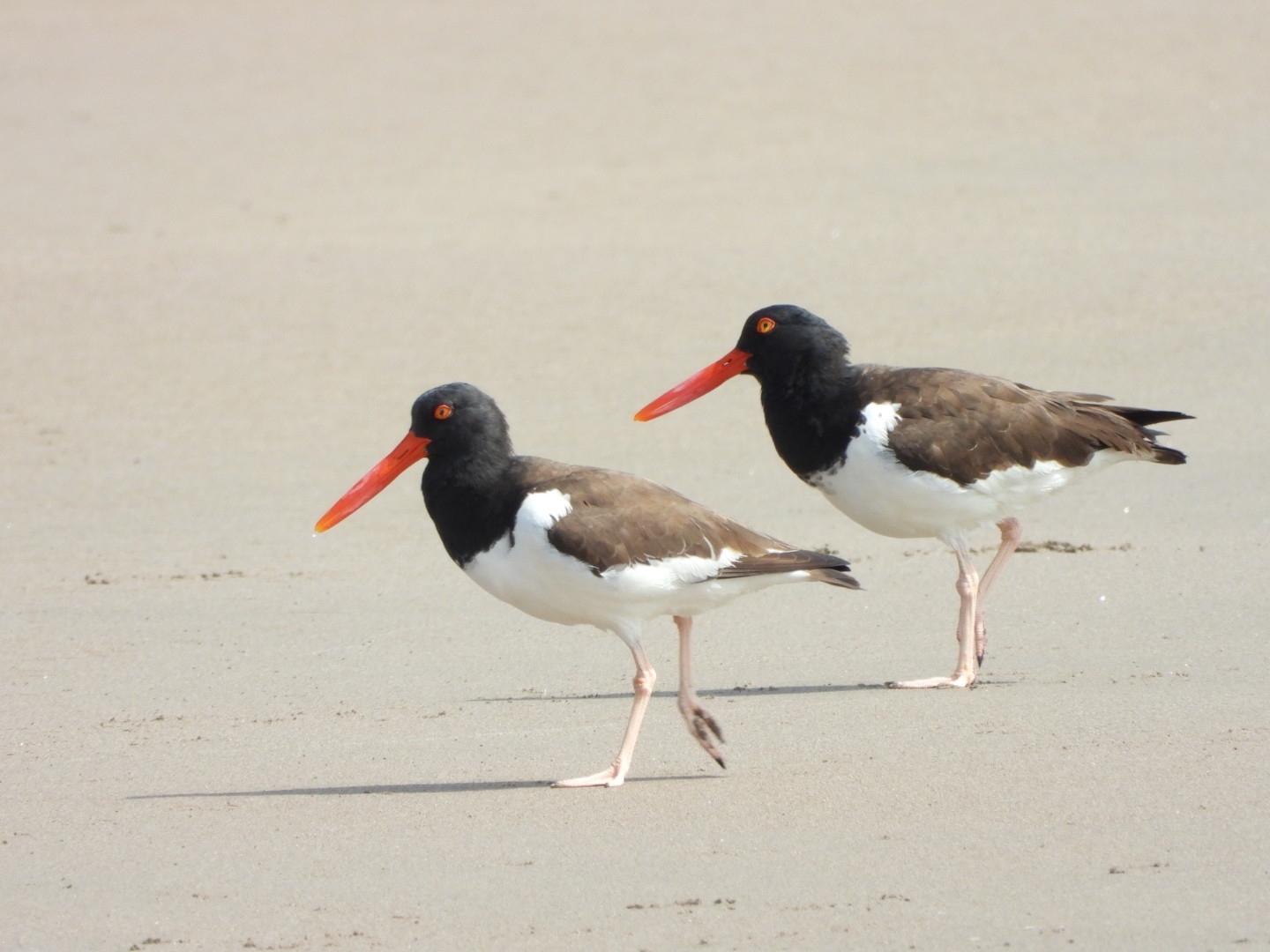 American Oystercatcher (Haematopus palliatus), photo 5