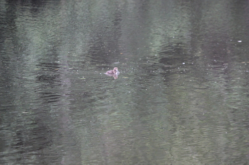 New Zealand Scaup (Aythya novaeseelandiae), photo 4