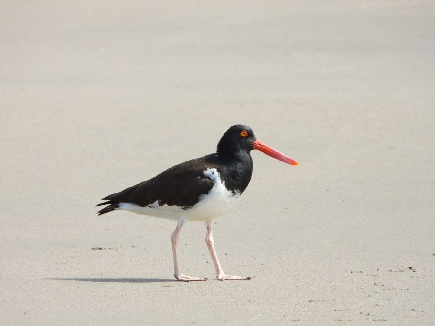 American Oystercatcher (Haematopus palliatus), photo 7