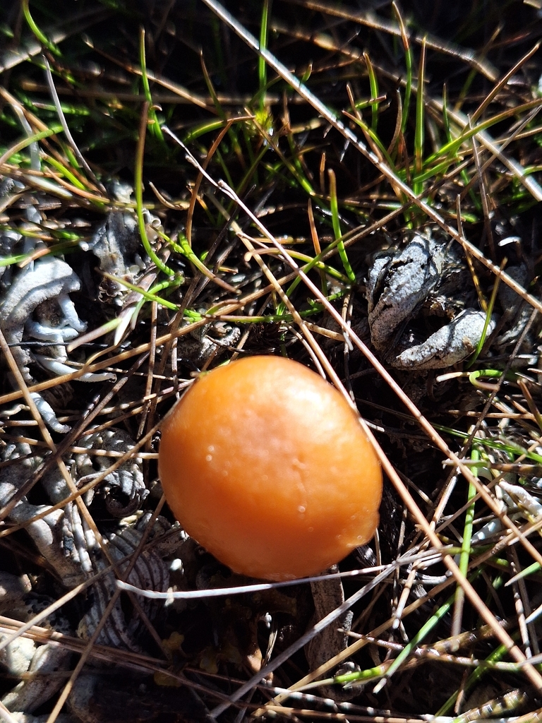Deconica baylisiana · January 2026 · photo: © heidimeudt (iNaturalist, cc-by)