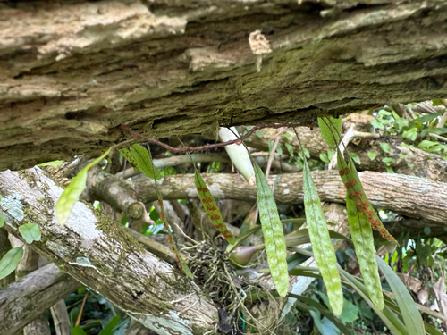 Microgramma piloselloides, photograph 4
