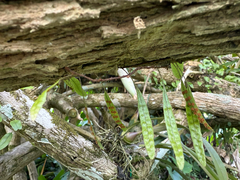 Microgramma piloselloides, photograph (c) Karen Saunders, some rights reserved (CC BY)