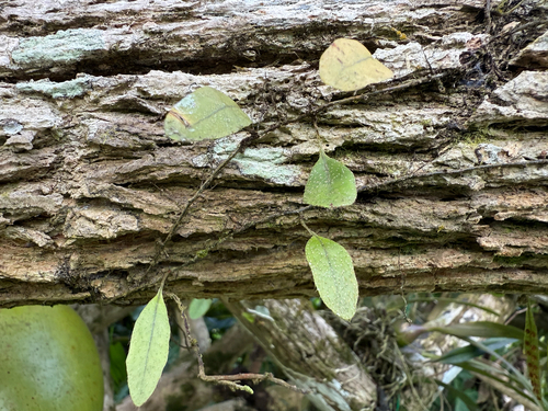 Microgramma piloselloides, photograph 3