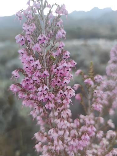 Lavender Heath (Erica lavandulifolia)