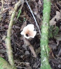 Podoscypha petalodes