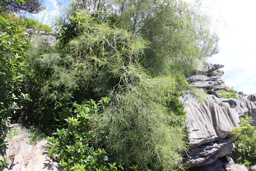 Sophora longicarinata, photograph 3