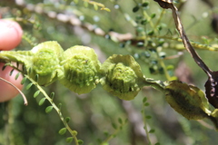 Sophora longicarinata, photograph (c) Joe Dillon, some rights reserved (CC BY)