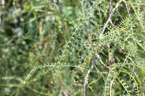Sophora longicarinata, photograph 4