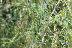 Sophora longicarinata, photograph (c) Joe Dillon, some rights reserved (CC BY)