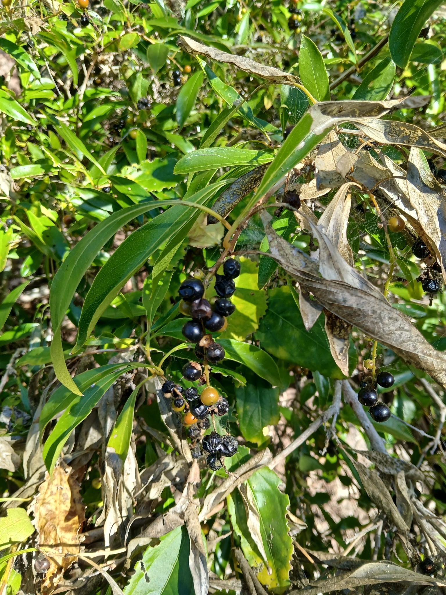 Imagem de Citharexylum mirianthum
